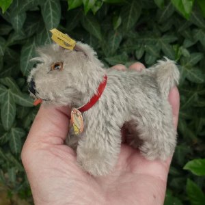 画像: ID全てあり！　Steiff Tessie Schnauzer 1951年 ~ 1957年頃 10cm （ビンテージ）