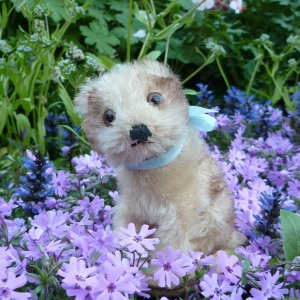 画像: 10cm Steiff Molly Puppy 推定1960年〜1967年頃　（ビンテージ）