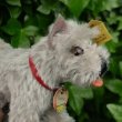 画像6: ID全てあり！　Steiff Tessie Schnauzer 1951年 ~ 1957年頃 10cm （ビンテージ）
