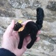 画像9: ID全てあり☆　Steiff Black Tom Cat 10cm 推定1959年-1967年（ビンテージ）