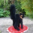 画像3: ID全てあり☆　Steiff Black Tom Cat 10cm 推定1959年-1967年（ビンテージ）