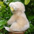 画像5: ID全てあり☆ 12cm Steiff Koala Bear 推定1959年-1961年代（ビンテージ）
