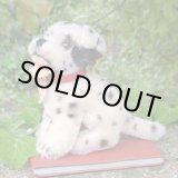 画像: ID全てあり！素晴らしい状態です☆ 10cm Steiff Dally Dalmatian Sitting 1959年〜1967年頃　（ビンテージ）