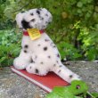 画像2: ID全てあり！素晴らしい状態です☆ 10cm Steiff Dally Dalmatian Sitting 1959年〜1967年頃　（ビンテージ）