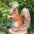 画像1: 大変貴重なお品です！ シュタイフ社アーカイブより 14cm Steiff Possy Squirrel 1967年　（ビンテージ）