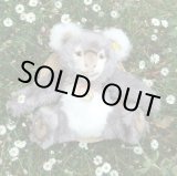 画像: 大変貴重なお品です！ シュタイフ社アーカイブより 27cm Steiff Cosy Koala 1970年　（ビンテージ）