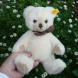 画像6: Steiff Petsy Teddy Bear cream 1989年〜1990年頃  28cm