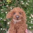 画像6: 1点もの☆ 犬のホンキー 17cm by Silvia Gilles （独）