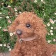 画像7: 1点もの☆ 犬のホンキー 17cm by Silvia Gilles （独）