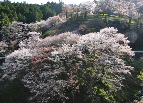 画像: 吉野山