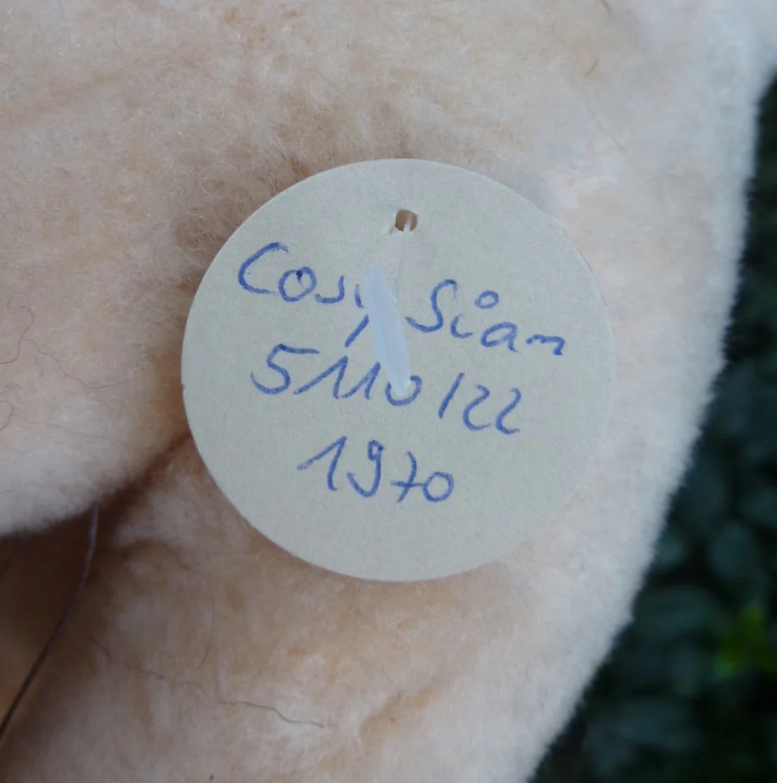 画像7: 大変貴重なお品です！ シュタイフ社アーカイブより Cosy Siam Cat 22cm 1970年（ビンテージ）