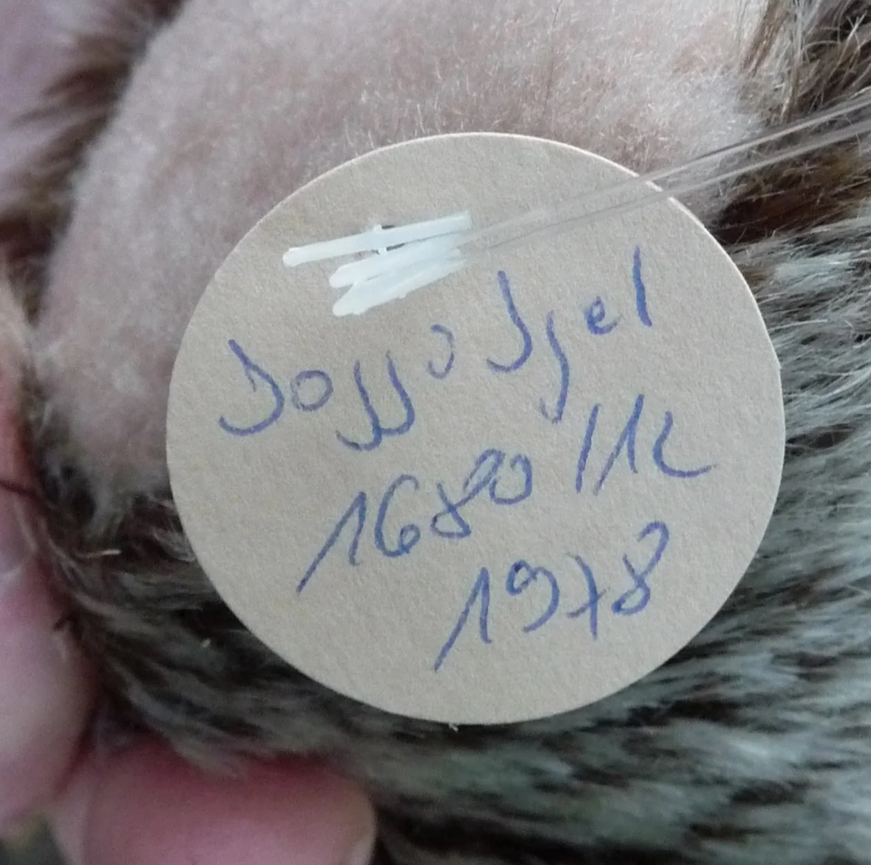 画像: 大変貴重なお品です！ シュタイフ社アーカイブより Joggi Hedgehog 12cm 1978年（ビンテージ）