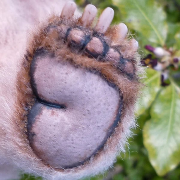 画像6: イアンさん絶賛！Ivan by Ekaterina Bushmakina 26cm （ロシア）