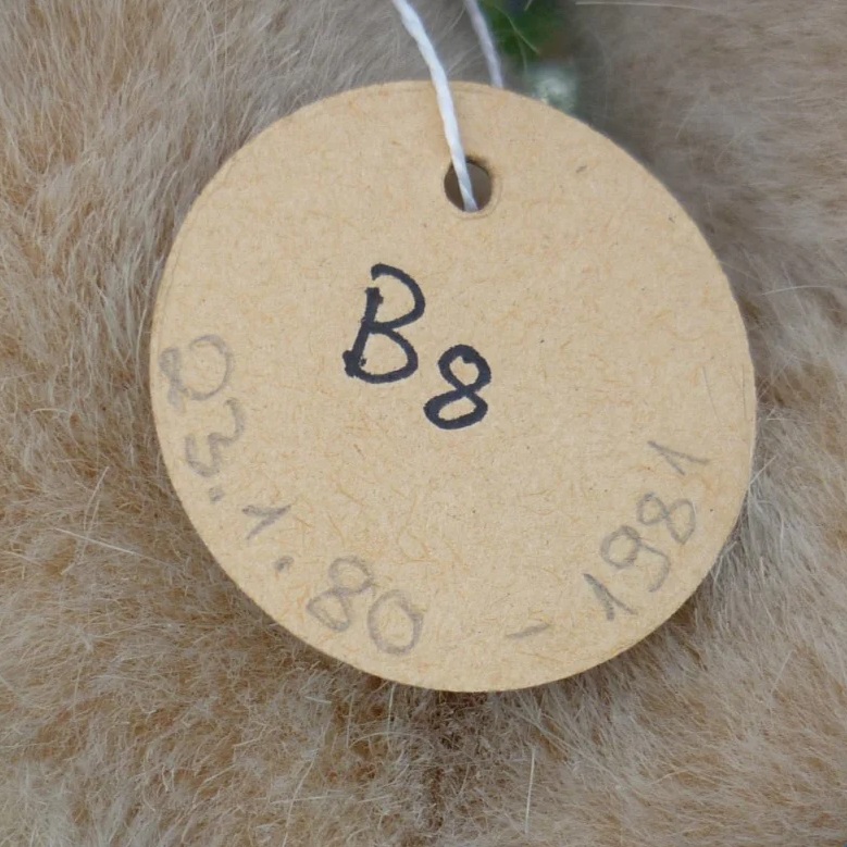 画像5: 大変貴重なお品です！ シュタイフ社アーカイブより Tapsy Bear Pale Beige 30cm 1980年〜1981年（ビンテージ）